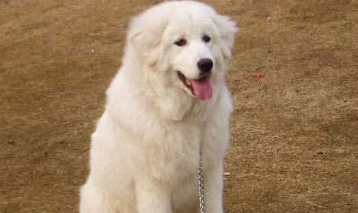 兩個月的比熊狗怎么喂養