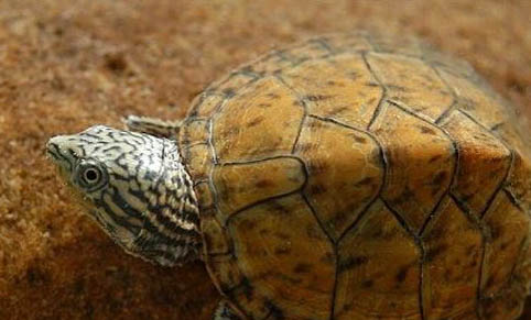 寵物龜注射注意事項