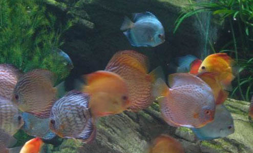 黑格爾七彩神仙魚好養嗎