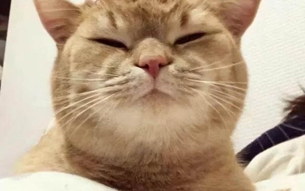 請問貓咪嘔吐的原因及處理方法?