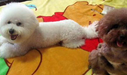 如何訓練比熊犬定點大小便