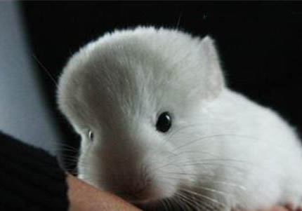 怎么訓(xùn)練龍貓