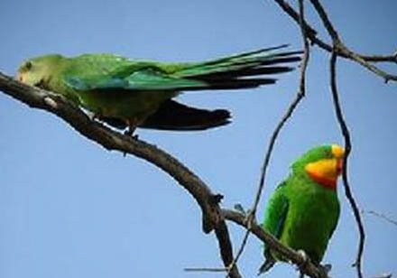 鸚鵡魚喂蔬菜可以嗎