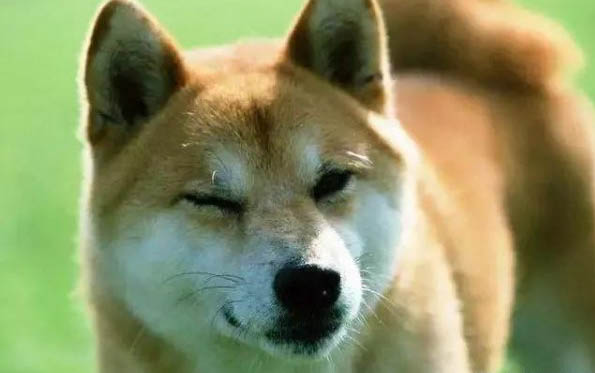 柴犬的飼養禁忌有哪些啊？