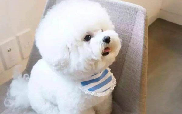 狗狗能吃紅薯干嗎
