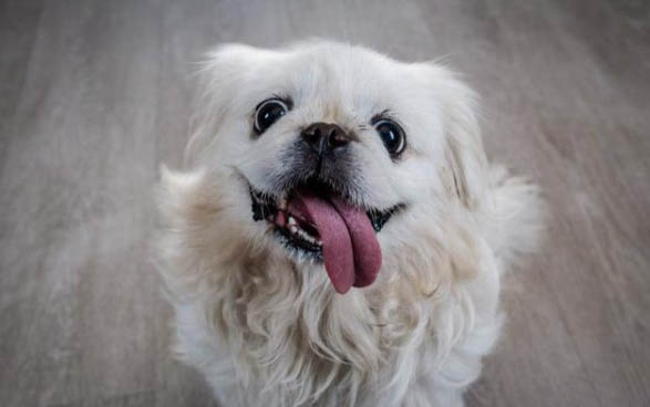 狗狗細小有什么癥狀