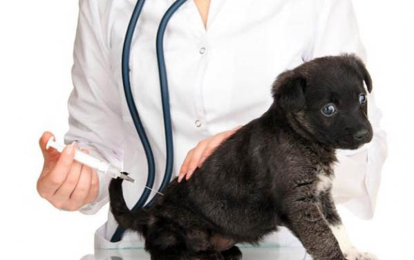 狗狗子宮蓄膿前期有哪些癥狀?