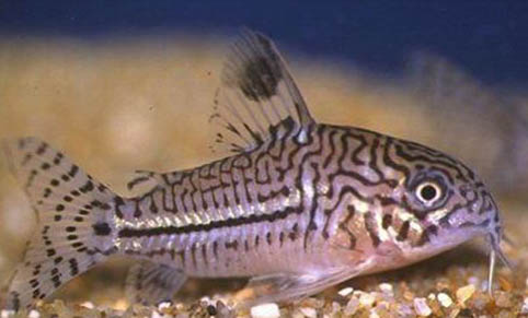 水母為什么不是魚類