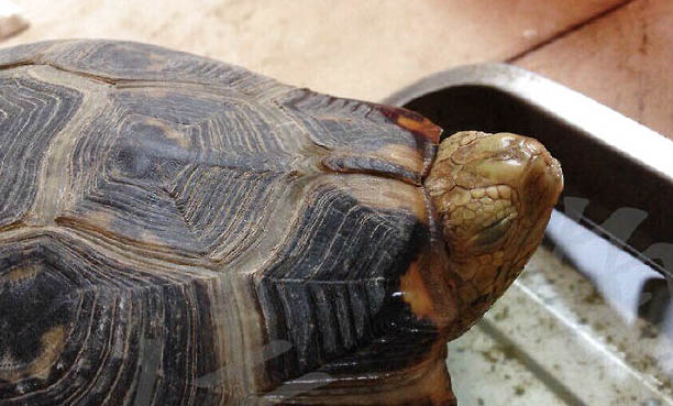 陸龜可以養(yǎng)嗎