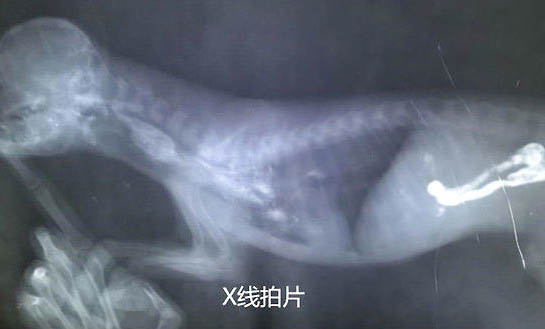 比熊和泰迪哪個好養