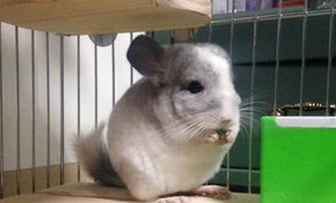 標(biāo)準(zhǔn)灰龍貓和紫灰龍貓哪個(gè)更好