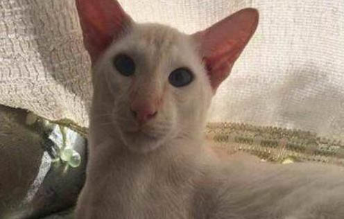 英國(guó)短毛貓有哪些遺傳疾病