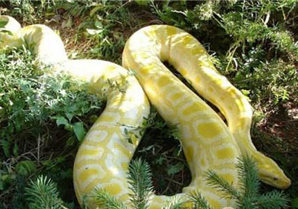 黃金蟒在哪里可以買得到