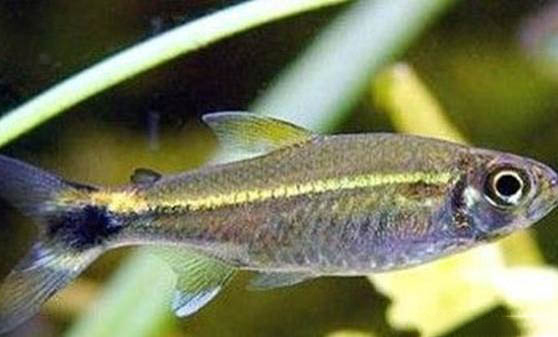 為什么不能隨便養(yǎng)魚