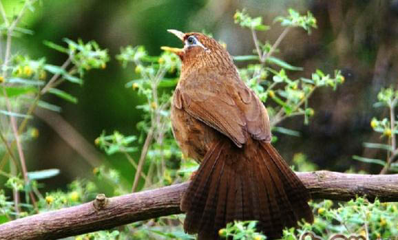 畫眉鳥出生多久尾巴毛會長齊