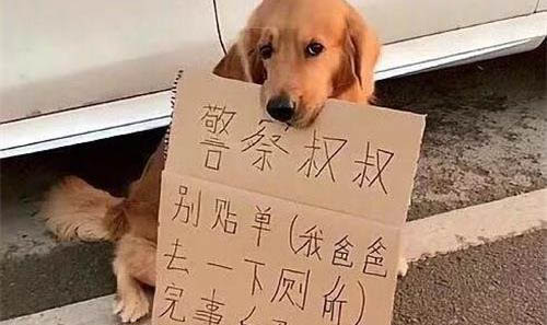 為什么狗狗突然就會瘋跑？