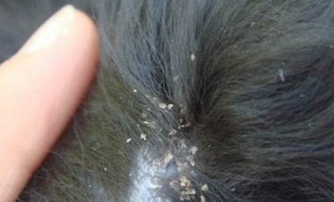 狗狗可以吃玉米嗎