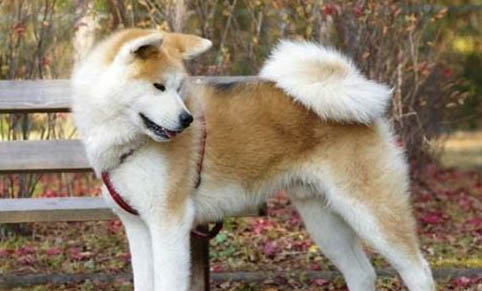 怎么知道狗懷孕沒有
