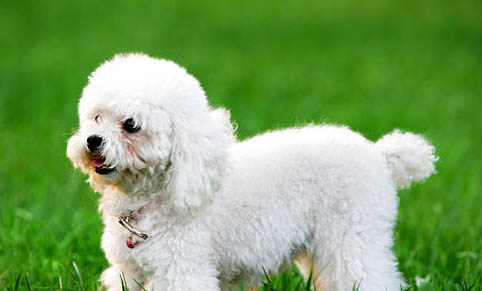 十歲以上的貴賓犬還能活多久？