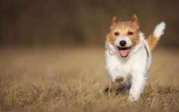 正宗虎斑犬圖片