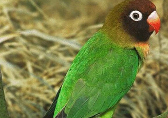 鸚鵡換羽期應(yīng)該注意什么