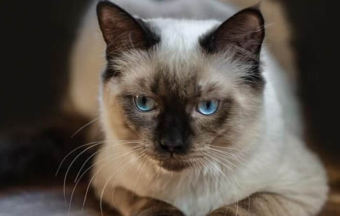 小貓一般可以吃什么?