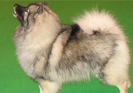 荷蘭毛獅犬流眼淚眼屎多的原因及處理方法