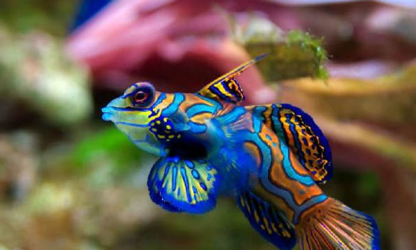 紅色觀賞魚有哪些品種？