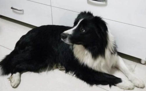 喜樂蒂牧羊犬突然不愛吃東西的原因是什么