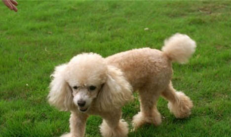 白色貴賓和比熊的區別