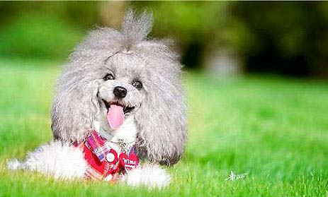 貴賓犬手術(shù)傷口多久恢復(fù)