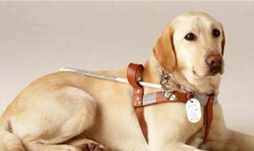 母犬生完小狗后的護理