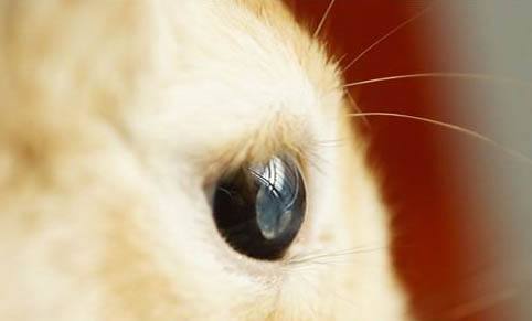 寵物兔子有哪些種類