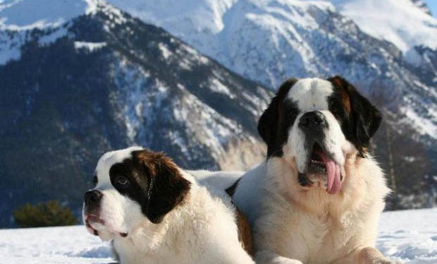 圣伯納犬眼屎的原因及處理方法