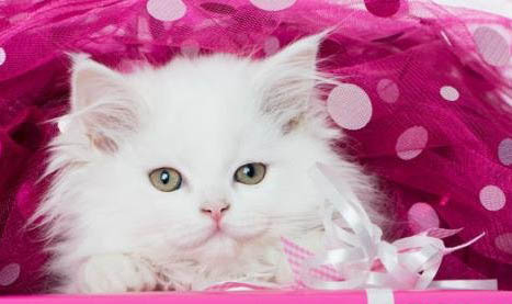 如何科學喂養波斯貓