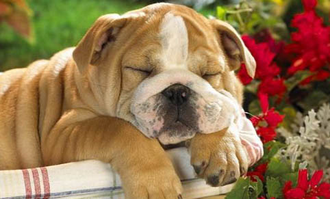 沙皮犬幾個(gè)月可以長(zhǎng)大