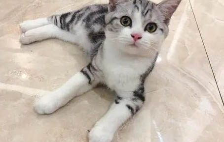 貓咪半夜總是叫怎么回事