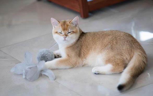 剛出生的小貓肚子很鼓是什么原因?