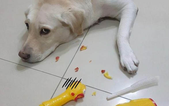 如何逗狗狗開心