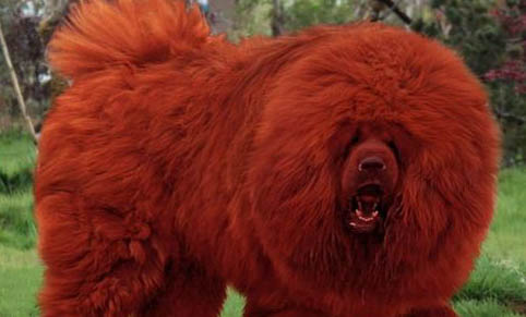 藏獒可以當寵物養嗎