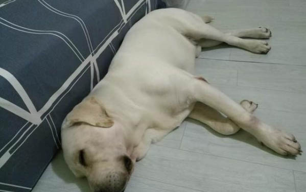 狗狗一直甩頭打噴嚏