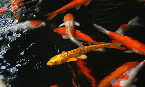 米奇魚生小魚前兆？
