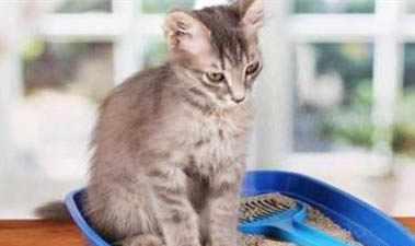 小貓腹部積水早期癥狀?