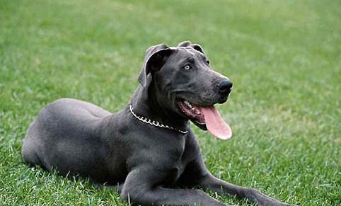 大丹犬幾天可以走路