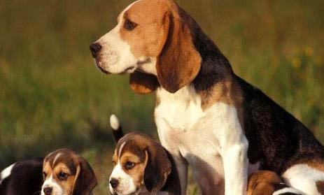 比格犬怎樣看純不純