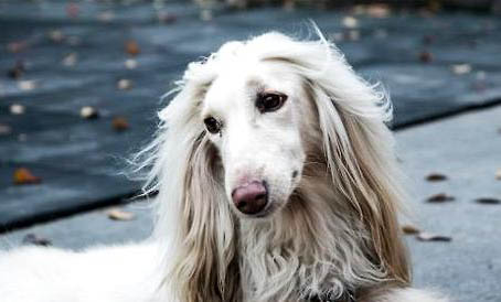 波音達獵犬拉稀帶血是什么原因