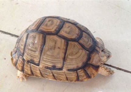 埃及陸龜品種簡(jiǎn)介