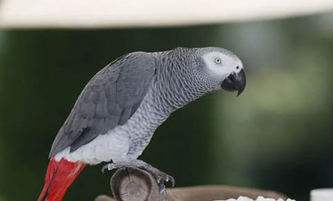玄鳳鸚鵡的寓意和象征