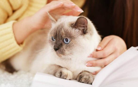 小貓怕水是為什么呢