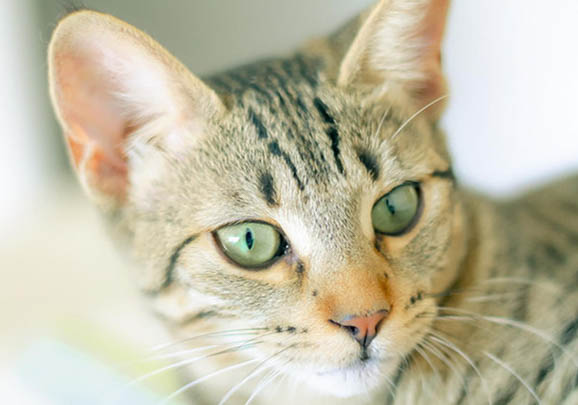 埃及貓睡覺卷成一團的原因及處理方法